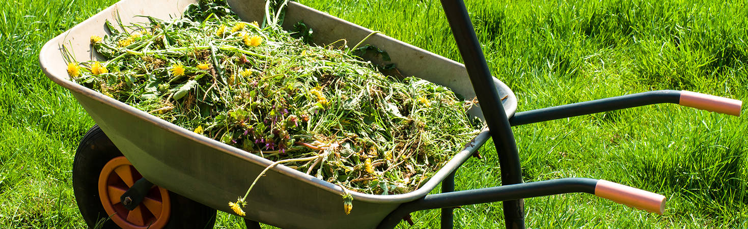 Wheelbarrow with garden waste in it